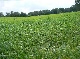 Weideland, Uecker-Randow, Mecklenburg-Vorpommern