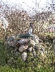 Muehle, Potsdam-Mittelmark, Brandenburg
